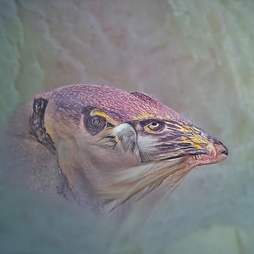 Realistic Falcon Colored Pencil Sketch