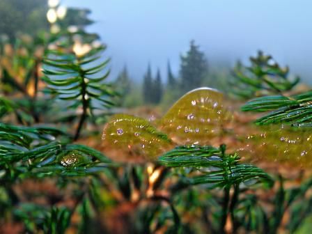 Morning dew