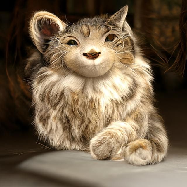 Adorable Fluffy Cat with Kinderschema Eyes