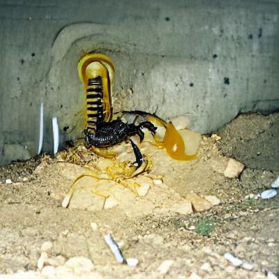 Scorpion Eats Baby in Post-War Underground
