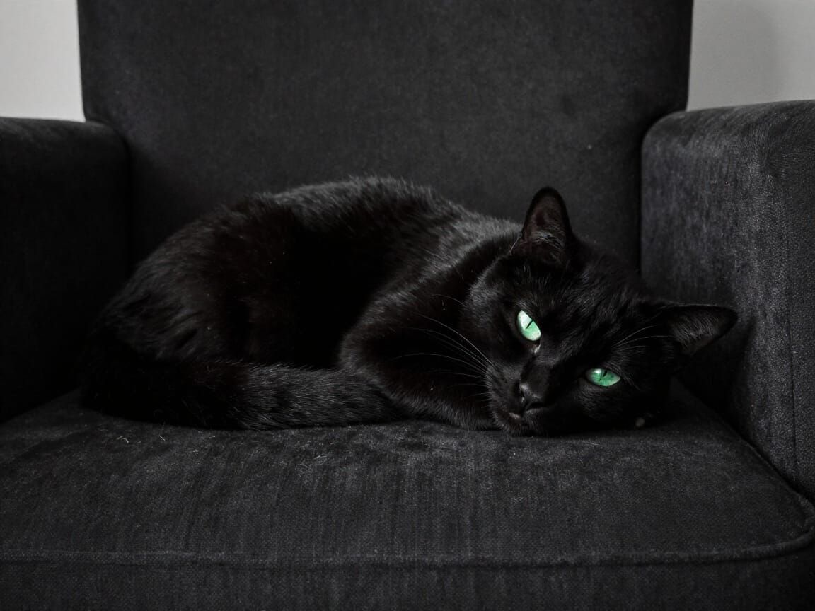 Black Cat Sleeping on Armchair in Dramatic Light