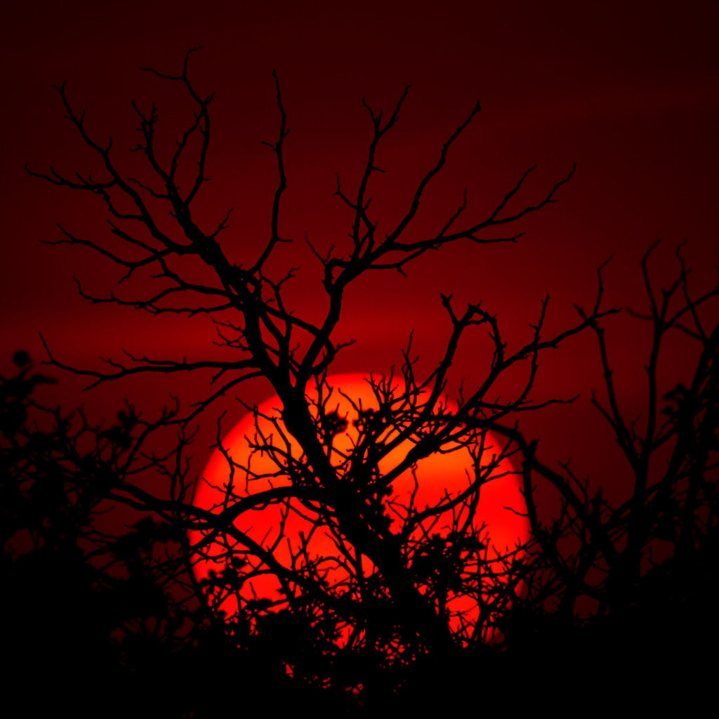 Dramatic Nature Silhouette at Dark Red Sunset