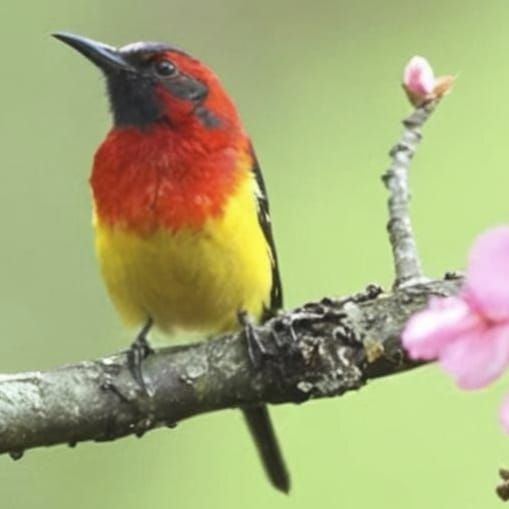 Colorful Bird on Branch with Pink Flowers