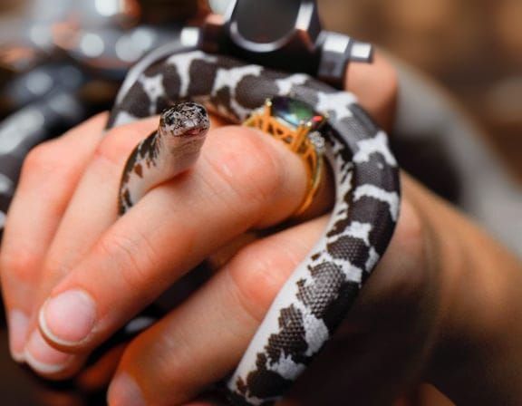 Dramatic Digital Painting in Maximalist Style