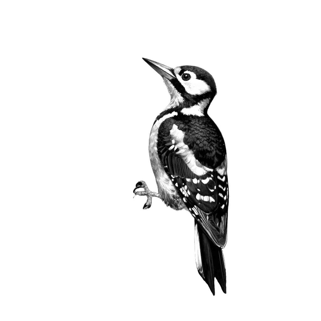 Woodpecker Silhouette Against Stormy Sky