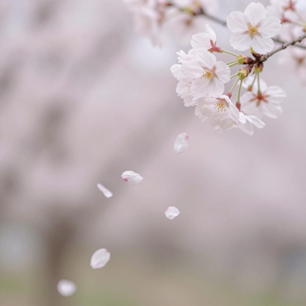 Cherry Blossom Petals Falling in Gentle Wind