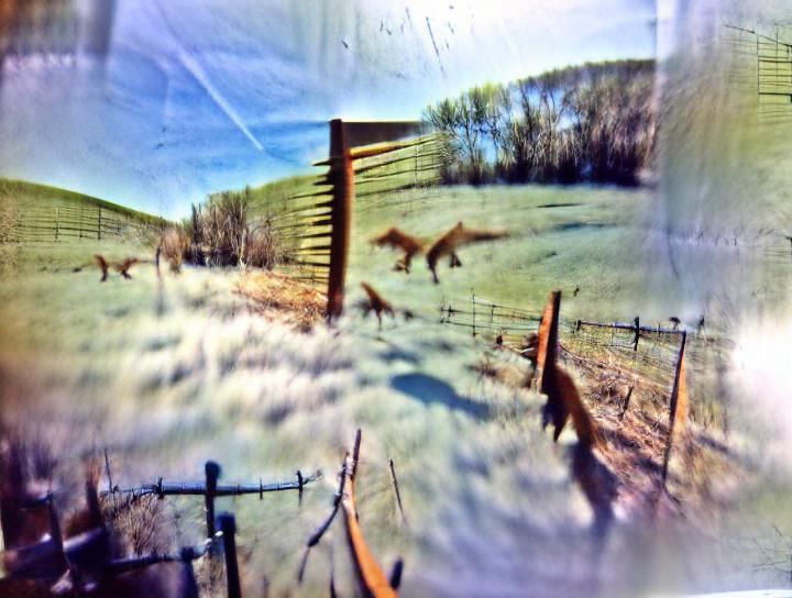 Coyotes Yipping at Dawn: Pinhole Camera Effect