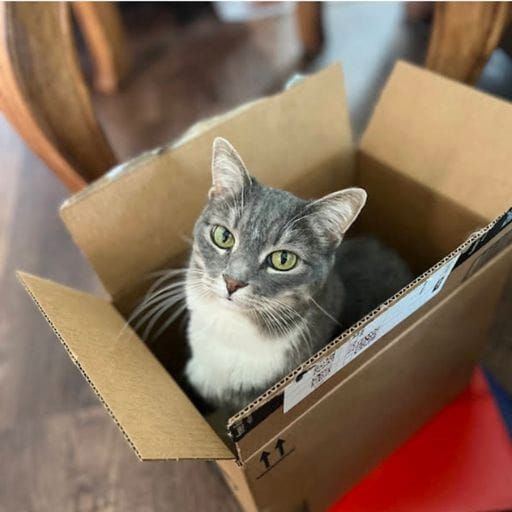 Cat Comfortably Resting Inside a Cardboard Box