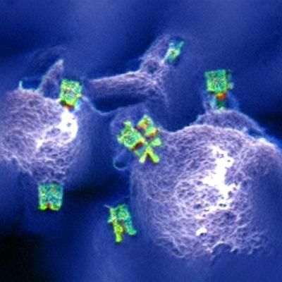Monoclonal Antibodies: Microscopic Abstract