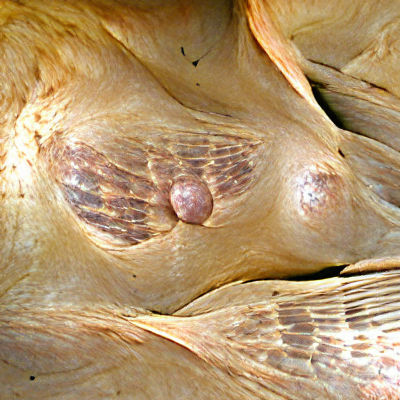 Anatomical Study: Female Breast Photograph