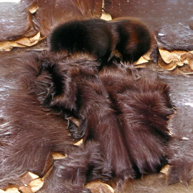 Detailed Close-Up of Dark Brown and Black Fur