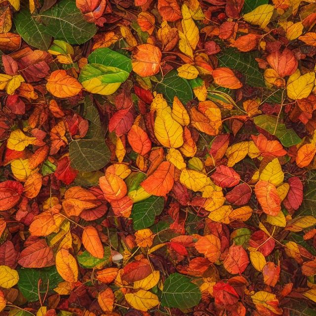 Autumn Harvest: Fruit and Leaves in Fall Colors