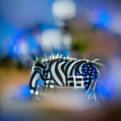 Blue Polka Dot Zebra: Professional Photography