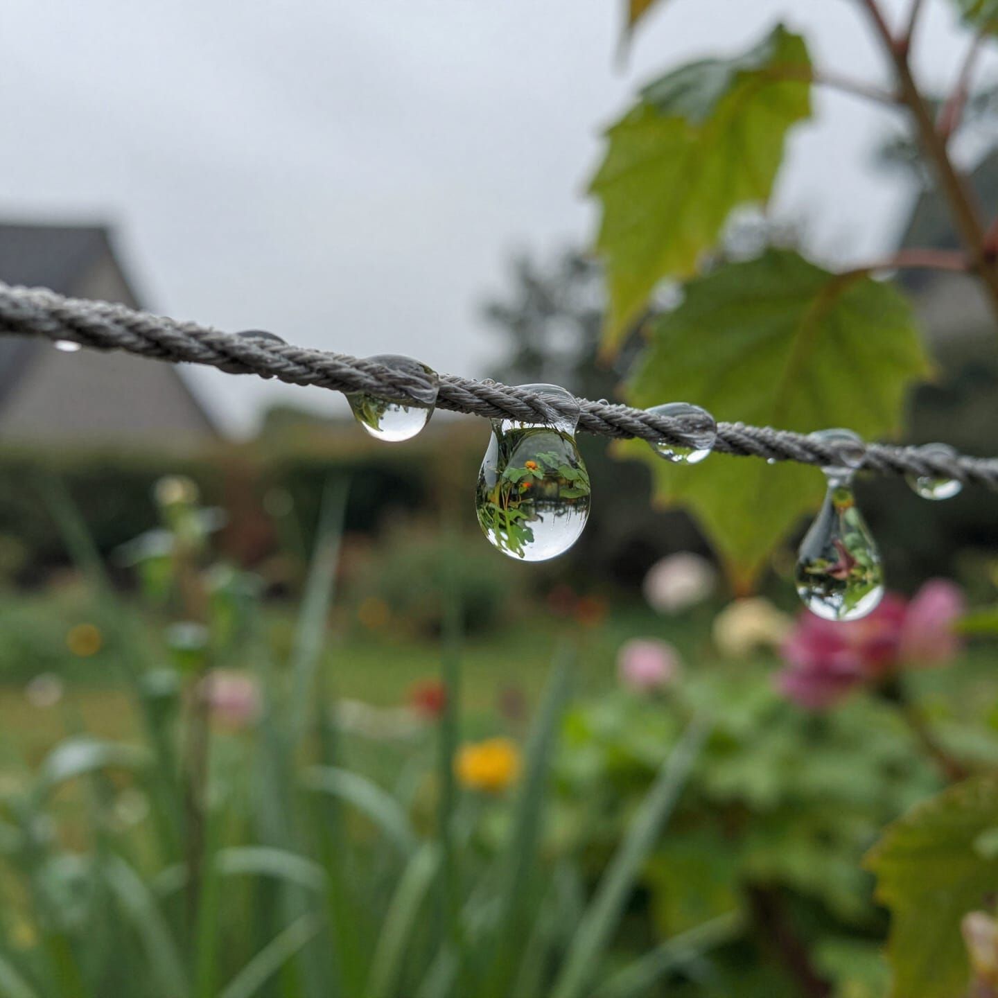Macro Focus: Water Droplets on Clothesline After Rain