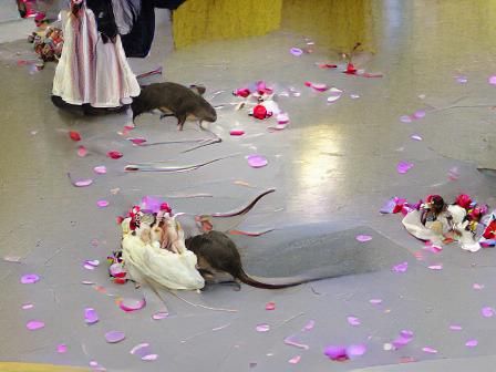 Rat Wedding Celebration