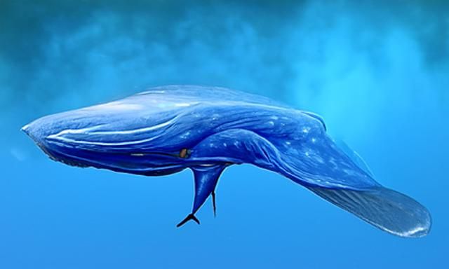 Blue Whale Rhapsody: An AI Interpretation