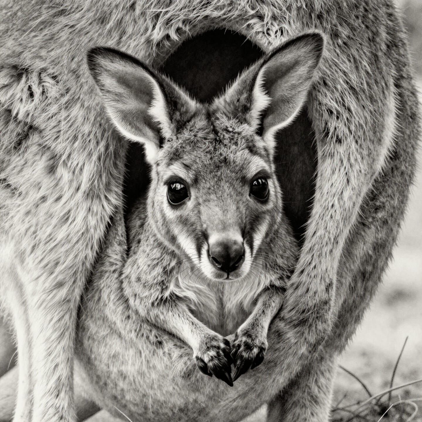 Detailed Graphite Drawing of Kangaroo Joey Peeking from Pouc...