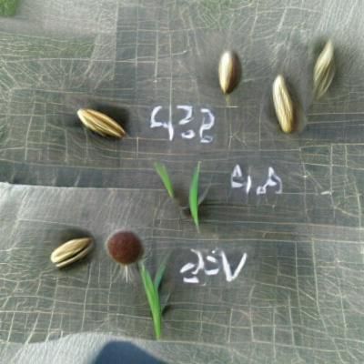 Same Seed Variance Test Visualized