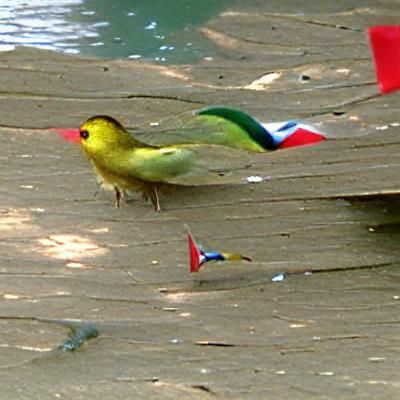Colorful Bird with Unique Plumage