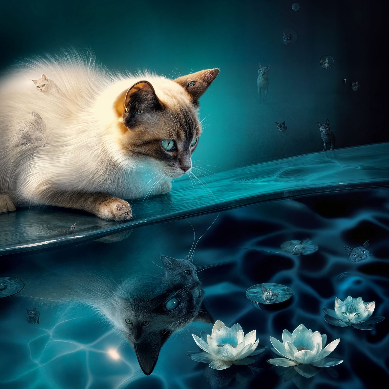 Ghostly Siamese Cat Mirrored in a Swimming Pool