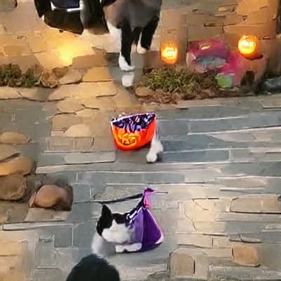 Cat Trick-or-Treating in Halloween Costume