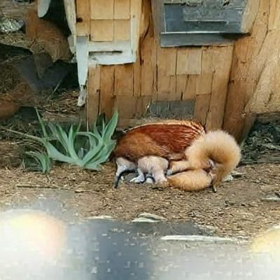 Hen Cuddles Fox Cub