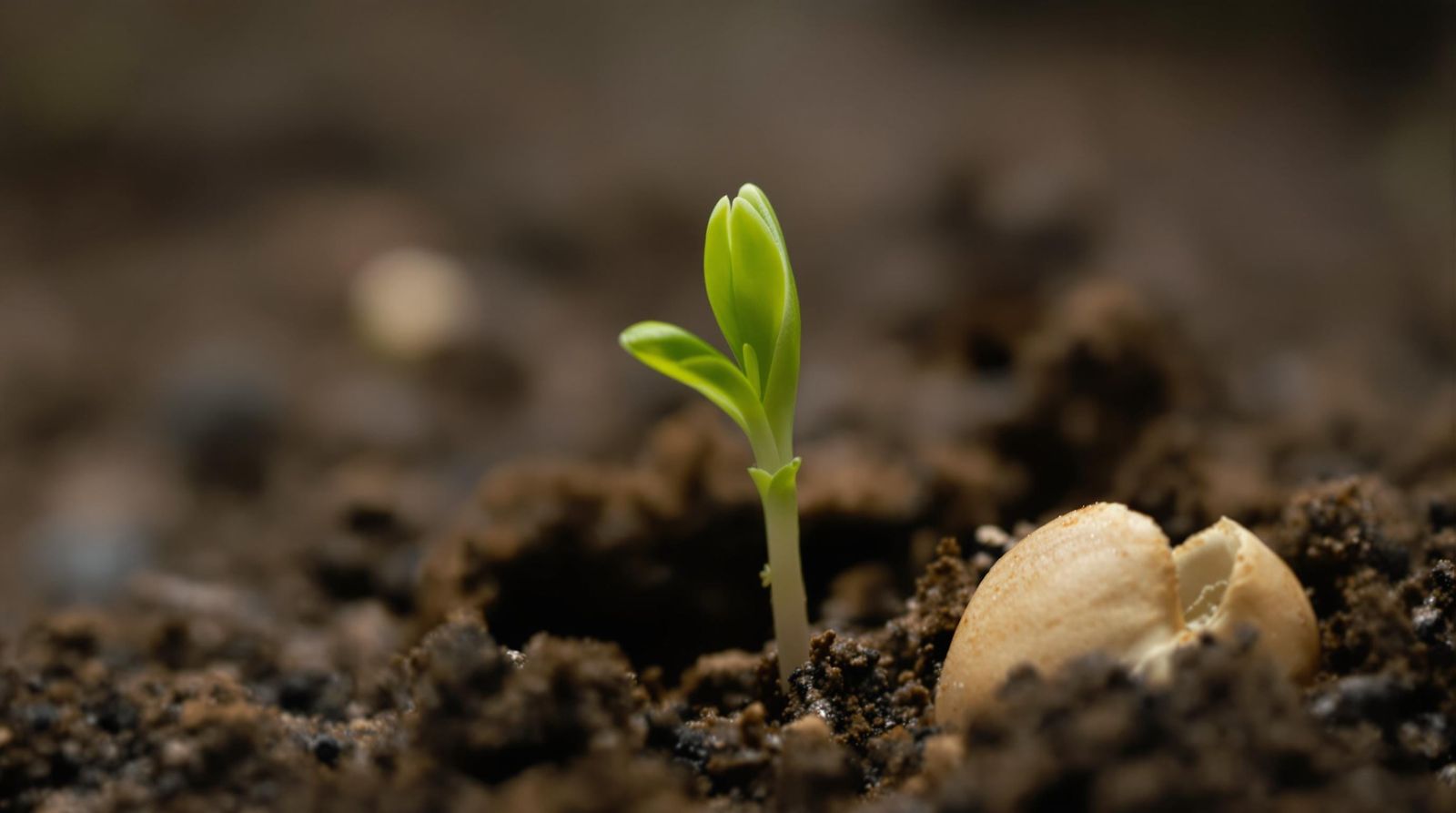 Botanical Beauty in Macro Close-Up