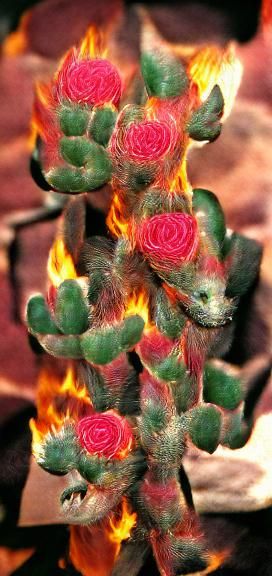 Fiery Cactus Rose: A Dramatic Floral Display