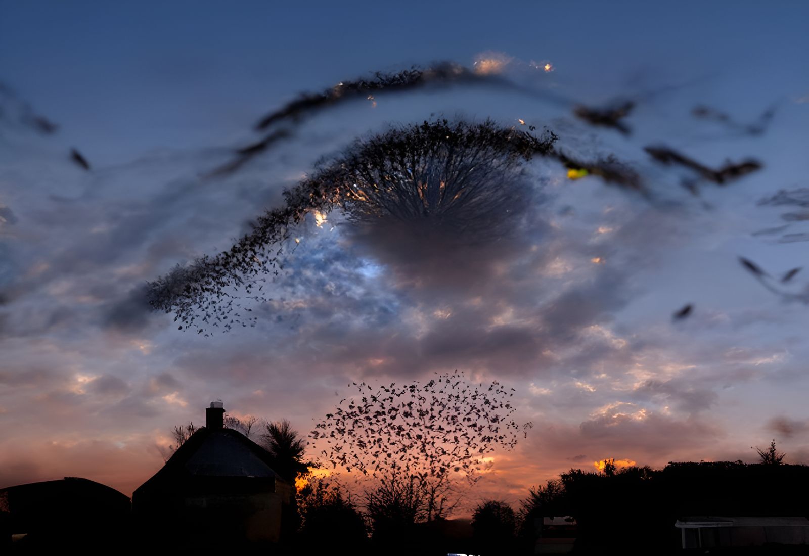 This? it’s only a flock of starlings, darling.