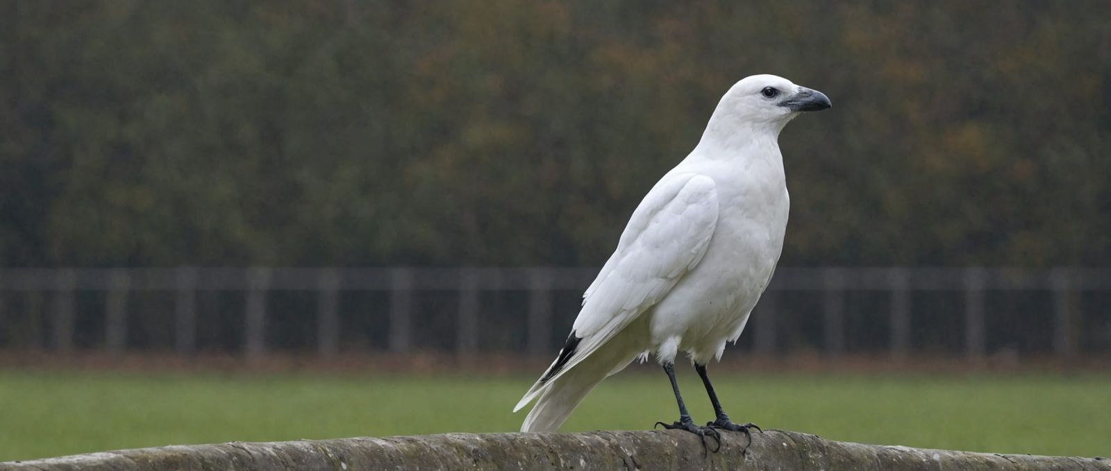 white crow