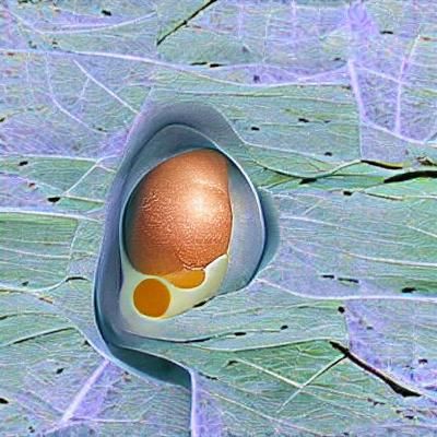 Minimalist Egg Still Life