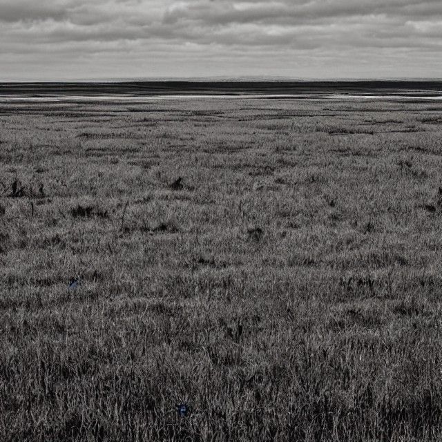 Desolate Marsh Wasteland: An Empty Landscape
