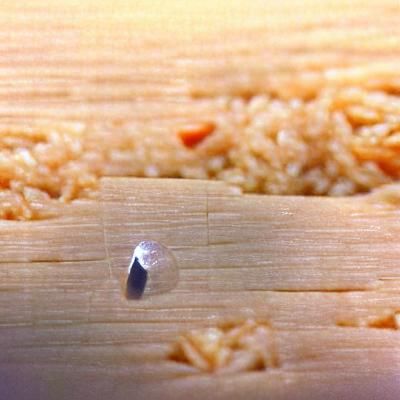 Macro View of a Single Grain of Rice