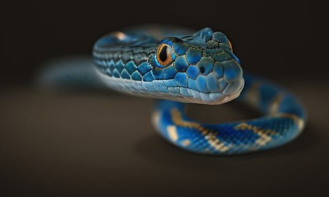 Blue Snake Head in Black Background