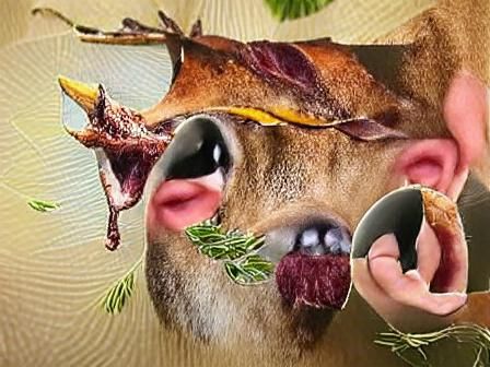Deer Recipes in a Mouth