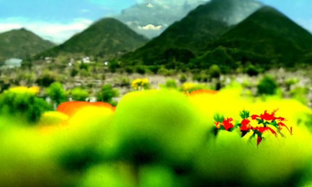 Vibrant Mexican Landscape After Rain