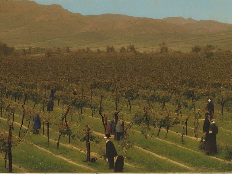 Vintage Color Photo of Iranian Vineyards, 1882