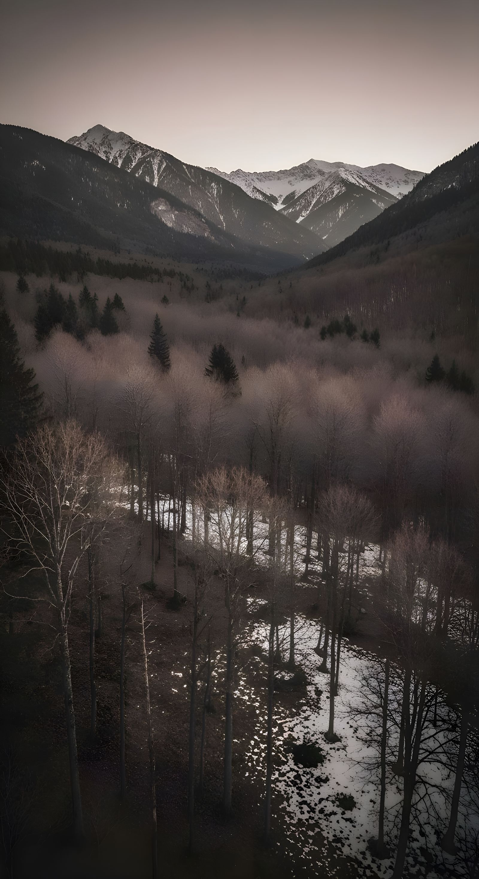 Sepia Winter Forest at Dusk: Aerial View