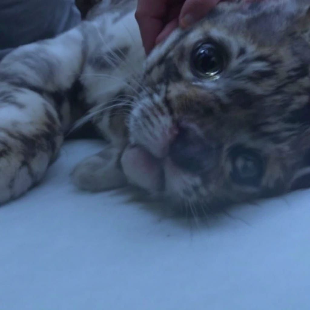 Abstract Vacuum Cleaner Generated by AI