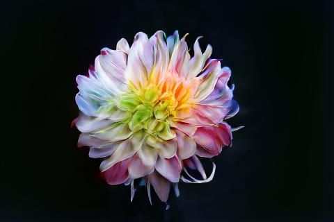 Colorful Rainbow Dahlia Flower in Bloom