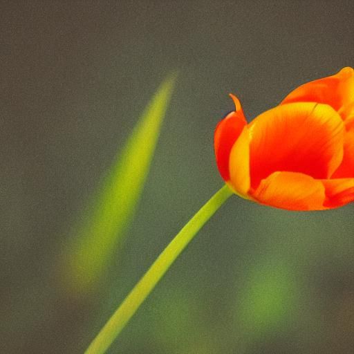 Orange Tulip Macro Photography with Dramatic Lighting