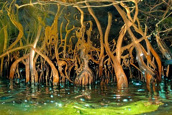 Bioluminescent Boil in Bloody Swamp: Digital Illustration