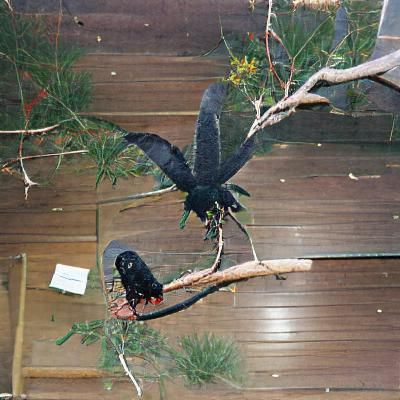 Striking Red-Tailed Black Cockatoo Portrait