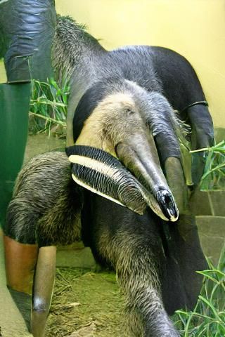 Detailed Portrait of a Giant Anteater