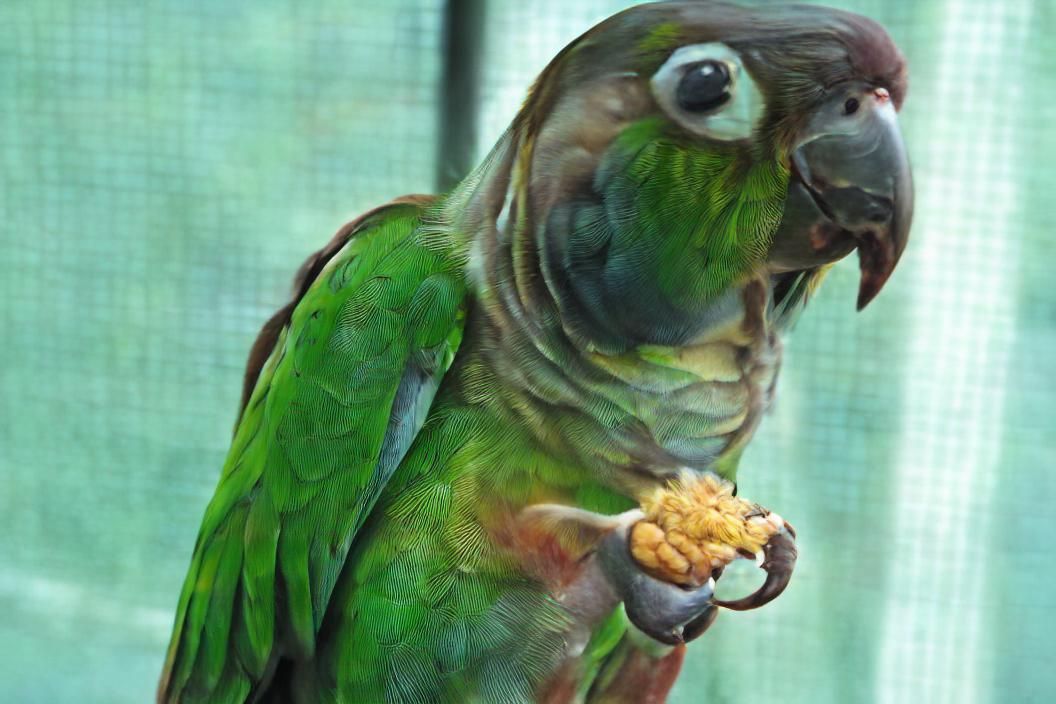 Green Conure Parrot in Renaissance Style