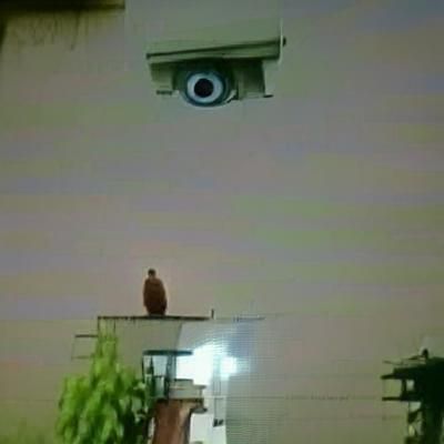 Solitary Witness: A Moment of Observation