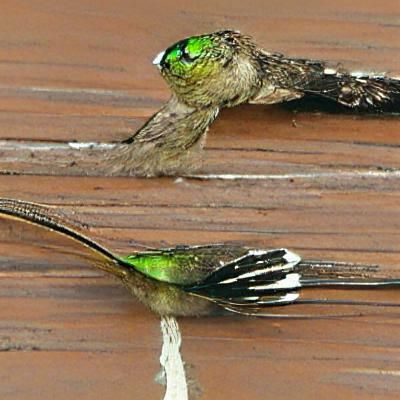 AI Portrait of a Woman