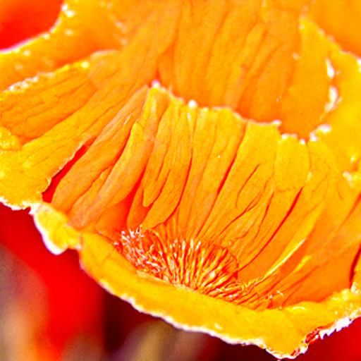 Detailed Close-Up of an Orange Poppy Flower