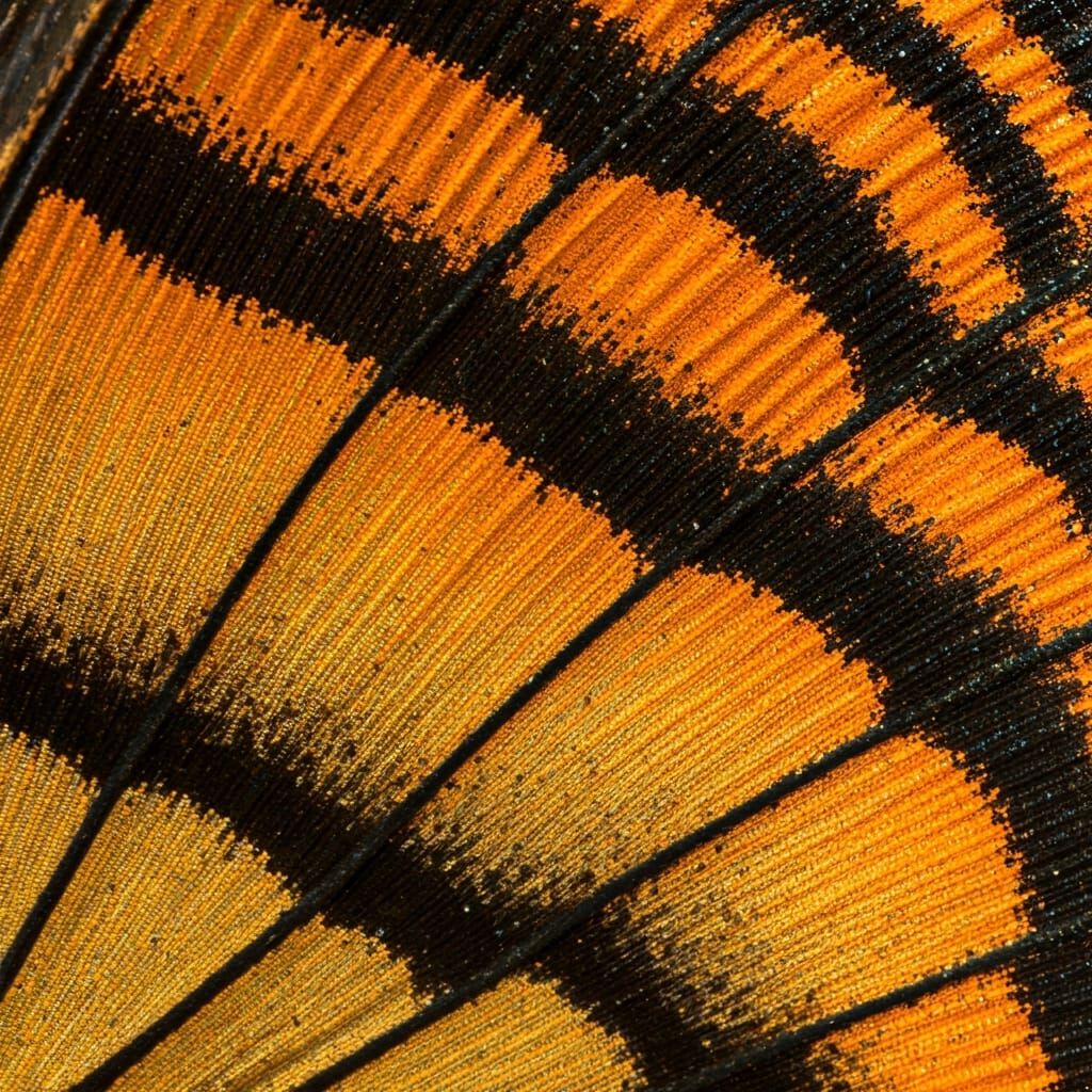 Macro View of Butterfly Wing Texture