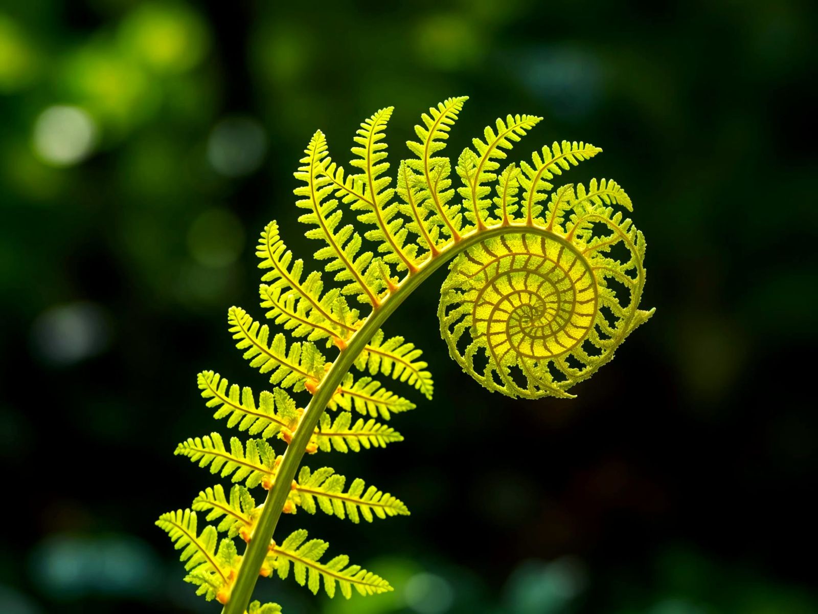 Fractal Fern Frond Unfurls in Vivid Green